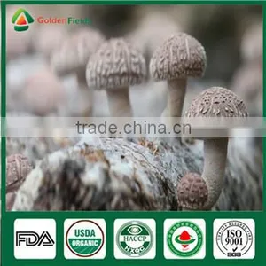 Wholesale Supplier of Organic Fresh Dry Edibal Raw Mushroom Lentinula Edodes Cultivation Growing Kit Log Spawn thumbnail-4