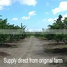 Chu Shan Trading Co., Ltd. company overview - view 1 thumbnail