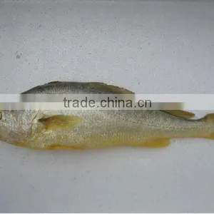 Seafood Yellow Croaker thumbnail-1