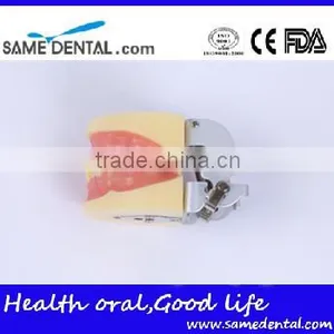 Dental Extraction Model School Teaching Model Teeth Model thumbnail-4