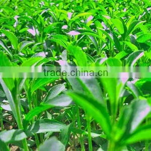 Stevia Suger: Stevia Extract Stevioside Rebaudioside A (RA) 95% thumbnail-2