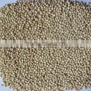 SORGHUM thumbnail-1
