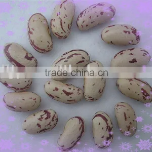 Light Speckled Kidney Beans Long Shape (Heilongjiang) thumbnail-1