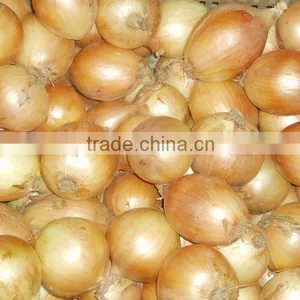 the Cheapest Yellow Onion in Jining Greenfarm thumbnail-1