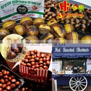 Sweet Fresh Chestnut in Shell Wholesale Chestnut thumbnail-3