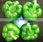 Color Pepper thumbnail-1