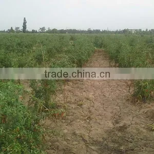 Certificate Organic Goji Berries Wholesale thumbnail-5