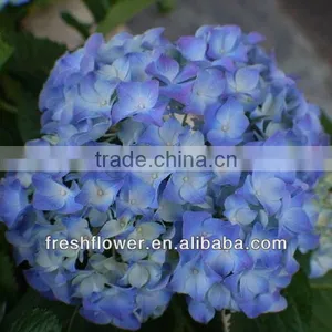 Large Leaf Hydrangea thumbnail-1