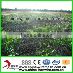 Agriculture Anti Bird Net thumbnail-1