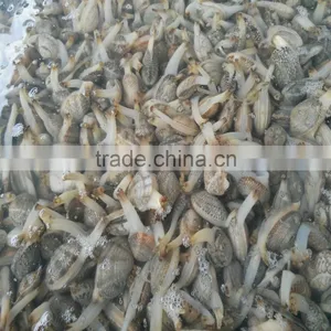 FROZEN WHOLE BABY CLAM thumbnail-1