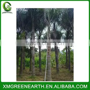 Syagrus Romanzoffiana Palms (2) thumbnail-2