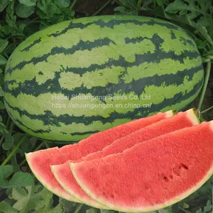 Early Maturity f1 Hybrid Watermelon Seeds thumbnail-1