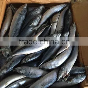 Good Quality Pacific Mackerel on Sale thumbnail-3