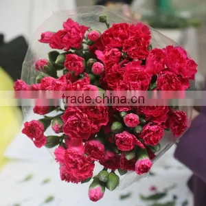 Reasonable Price Top Sell Factory Flower Carnation thumbnail-4