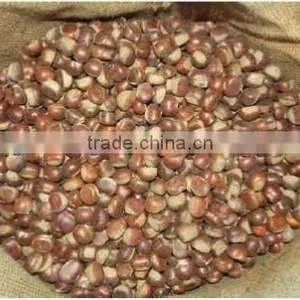 Best Fresh Chestnut for Sale Big Size thumbnail-1