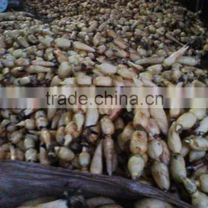 Vietnam Lotus Root With Goos Quality and Best Price thumbnail-2