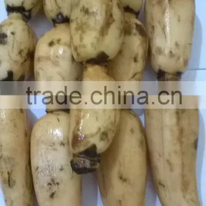 FRESH LOTUS ROOT WITH BEST PRICE AND GOOD QUANLITY thumbnail-4