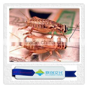 Life Size Simulation Mantis and Other Insects thumbnail-5