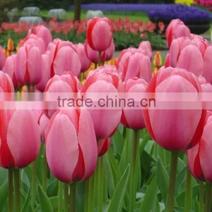 2016 High Quality Tulips, Fresh Cut Tulips Same Quality Like Holland From China thumbnail-1