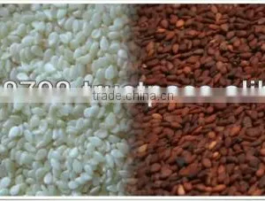 Sesame Seed thumbnail-1