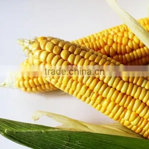 Good Taste Canned Sweet Corn A9/A10 for Europe Market thumbnail-2