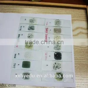 Lab Prepared Slides , Glass Prepared Slides,science Prepared Slides thumbnail-6