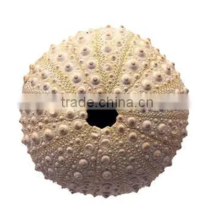 Fossil Specimens, Sea Urchin thumbnail-1