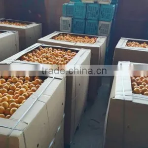 Fresh Orange All the Year thumbnail-4
