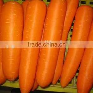 Hot-sell Fresh Carrot thumbnail-2