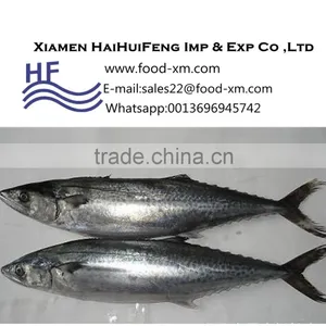 Spanish Mackerel Chinese Supplier Good Quality for Sale thumbnail-1