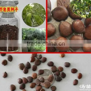 2015 Gleditsia Sinensis Lam Seeds For Growing thumbnail-1