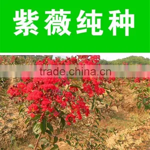 Heirloom Lagerstroemia Crape Myrtlette Crepe Myrtle Dwarf Shrubs Bonsai Red Bulk Seeds thumbnail-2