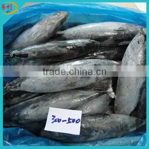 Supply Frozen Mackerel Fish With Low Price thumbnail-3