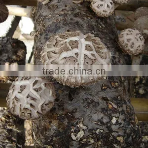 Dried Flower Mushroom Brown thumbnail-3