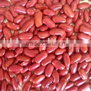 Dark Red Kidney Bean thumbnail-1