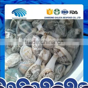 Top Quality Clams Frozen Seafood thumbnail-1