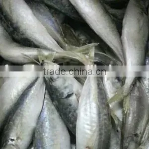 Frozen Pacific Horse Mackerel Hot Sale thumbnail-1