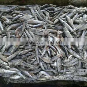 Good Quality Frozen Whole Anchovy for Sale thumbnail-6