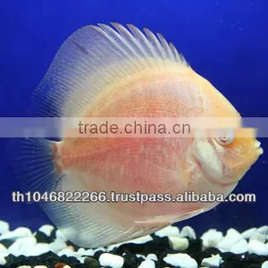 Discus Fish Farm for Sale and Export thumbnail-6
