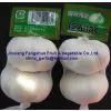 China Fresh Garlic thumbnail-2