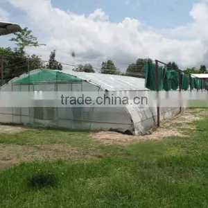 Single Span Commercial Greenhouse for Flowers and Vegetables thumbnail-6