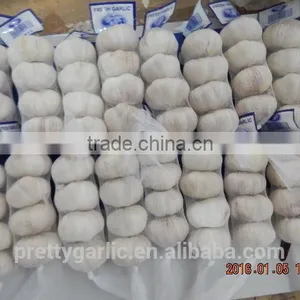GARLIC thumbnail-6