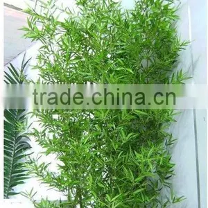 Lucky Bamboos thumbnail-1