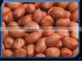 Groundnut thumbnail-1