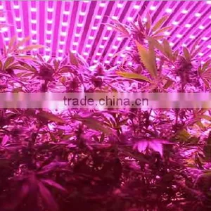 High Power 600W Plant Grow Light Red and Blue Light Energy Saving thumbnail-3