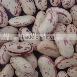 Long Shape Light Speckled Kidney Beans With Yian Type thumbnail-1