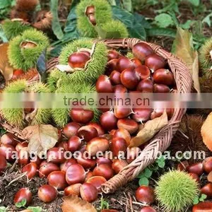 New Crop of Chestnut/low Price thumbnail-1
