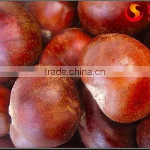 Hot Selling Big Size Chinese Chestnuts--Tai an Chestnuts thumbnail-5