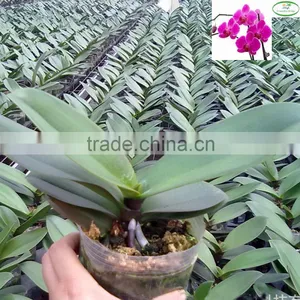 3.5 Inch Pot Orchid Phalaenopsis Tissue Seedlings thumbnail-1