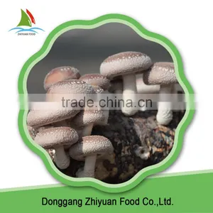 Hot Sale Fresh Delicious Iqf Frozen Shiitake thumbnail-1